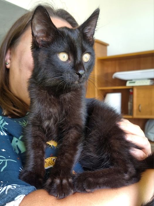 Kocurek  Pankracy szuka domu