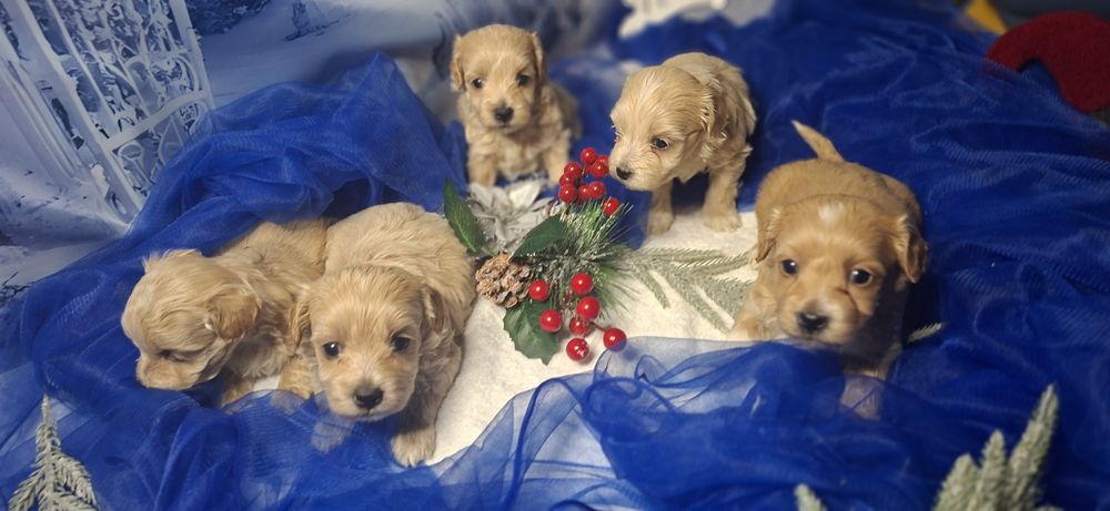 Pieski maltipoo z metryką do odbioru po 15 grudnia