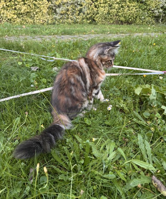 Podpalana Koteczka Maine Coon