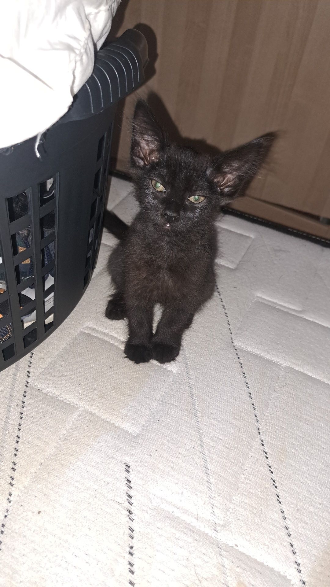 Doação de 2 gatinhas