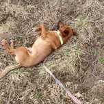 Axel do adopcji w typie pinczer sredni