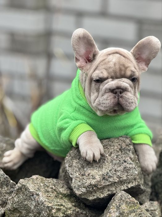 Французкий бульдог бигроп