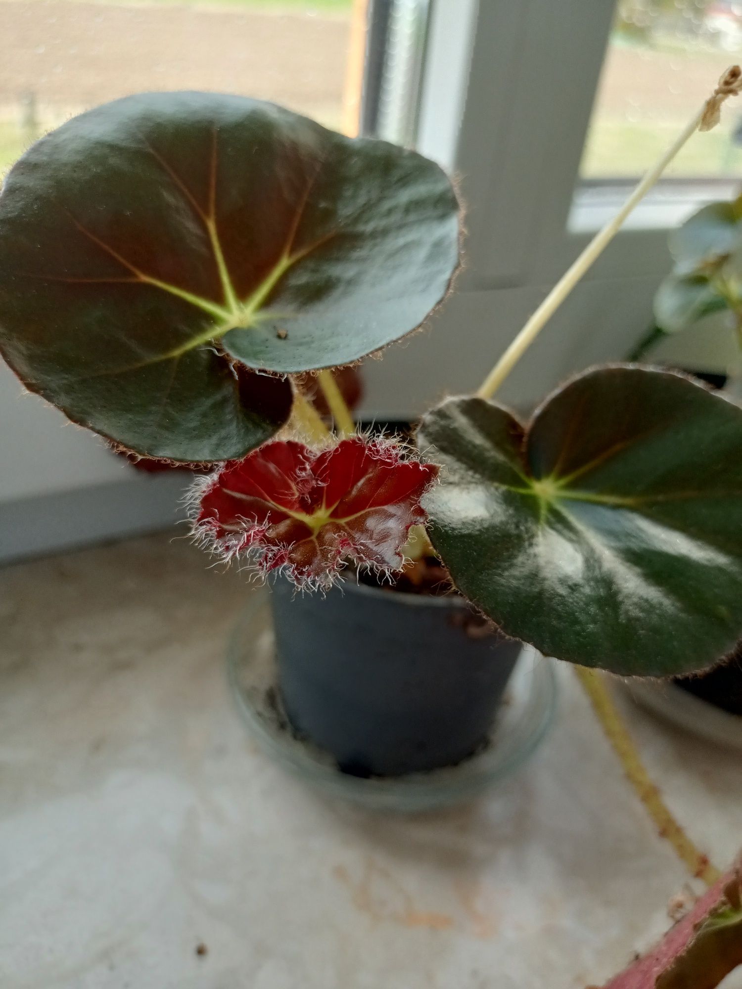 Begonia czerwonolistna