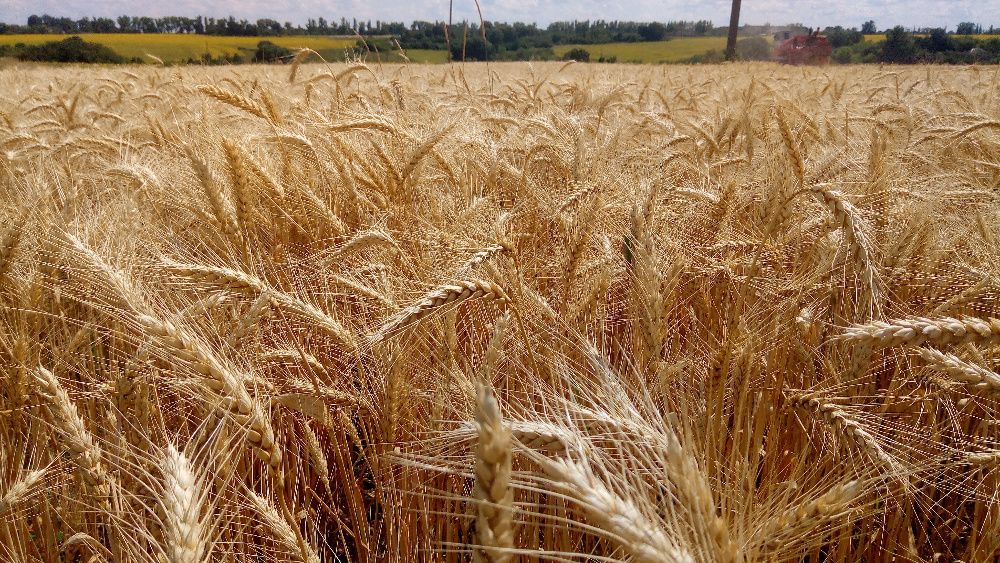 Продам зерно  пшеница, ячмень 2023
