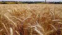 Продам зерно  пшеница, ячмень 2023