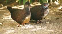 Casal de galinhitas das rochas de 2024