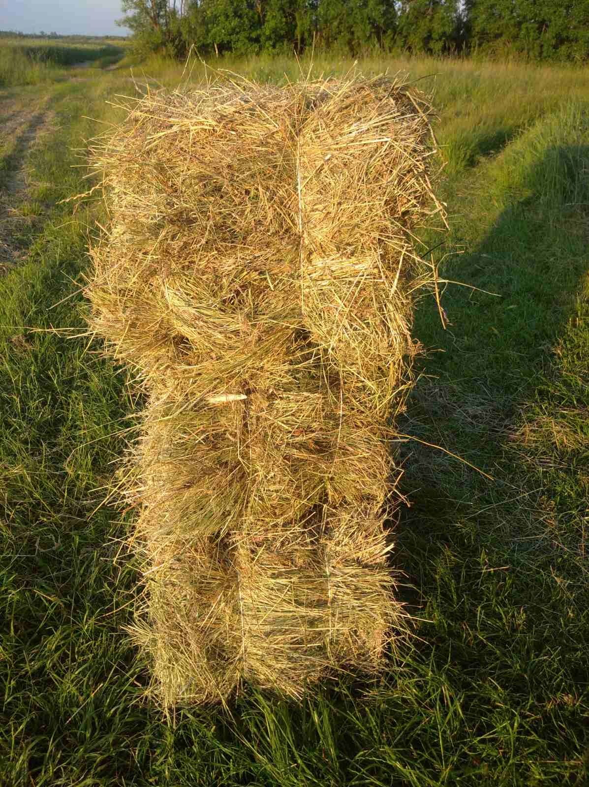 Тюки соломи .Цього річні 100 шт