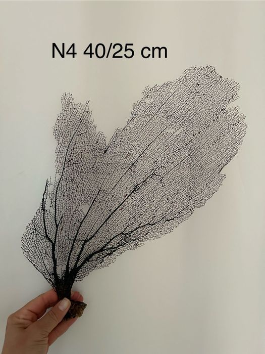 Gorgonia nr4 40/25 cm