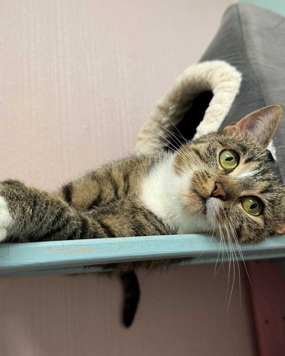 Kinga - zwariowanie kicia szuka zbzikowanego człowieka