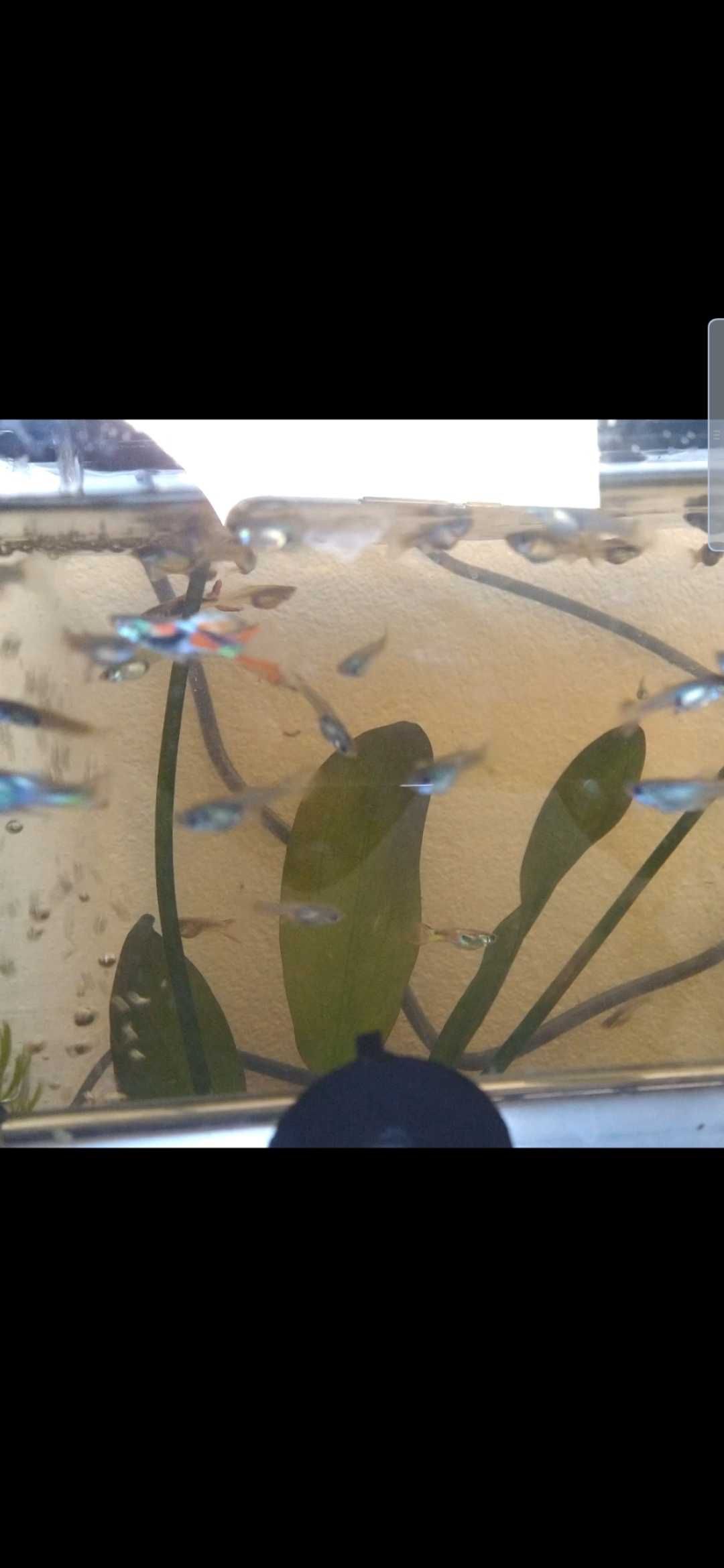 OPORTUNIDADE Guppys fêmeas prenhas
