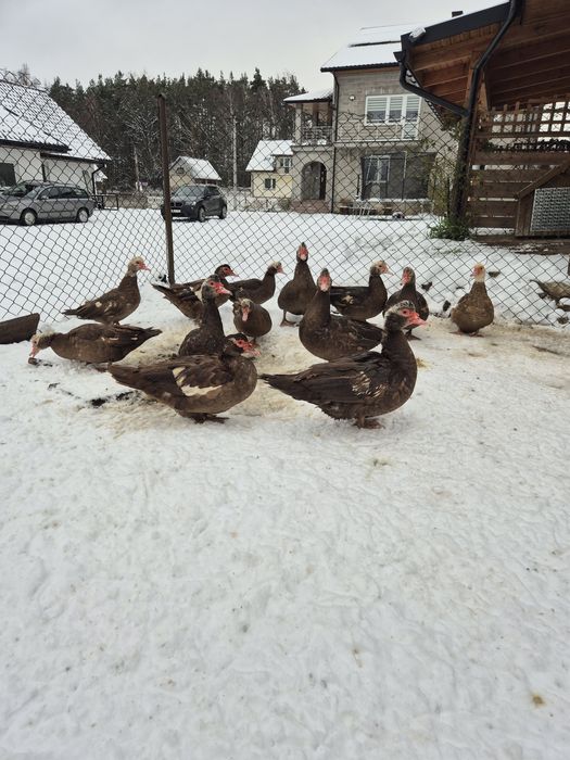 Sprzedam gęsi i kaczki