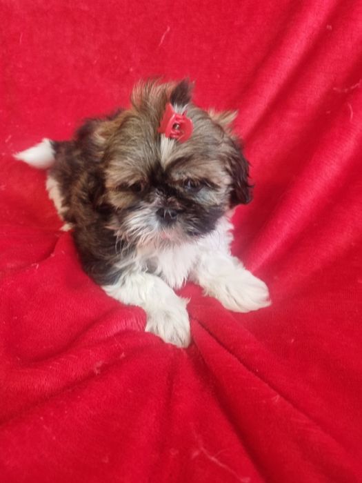 Shih-tzu śliczna mała sunia