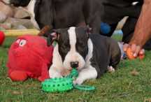 American Staffordshire Terrier ZKwP Amstaff FCI czarna suczka WALKIRIA