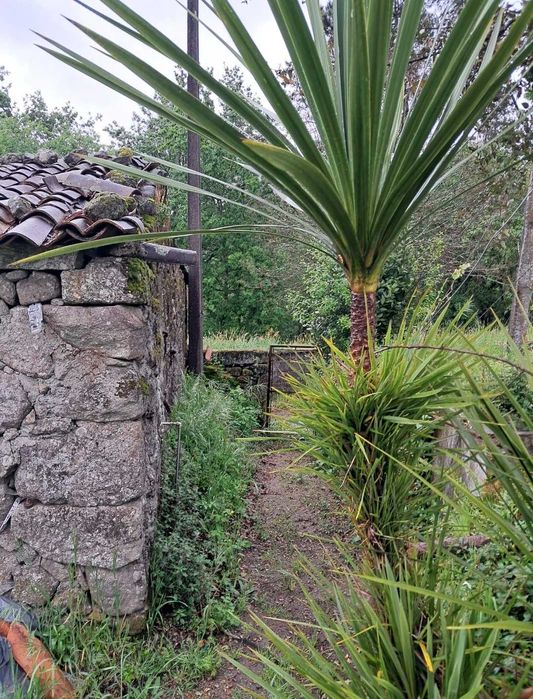 Terreno e casa nao habitável em portela do vade concelho vila verde
