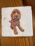 Cavapoo pies ceramiczna podstawka 10 cm na 10 cm