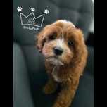 Zapowiedz cavapoo cavadoodle red pudel red badania paszport wyprawka