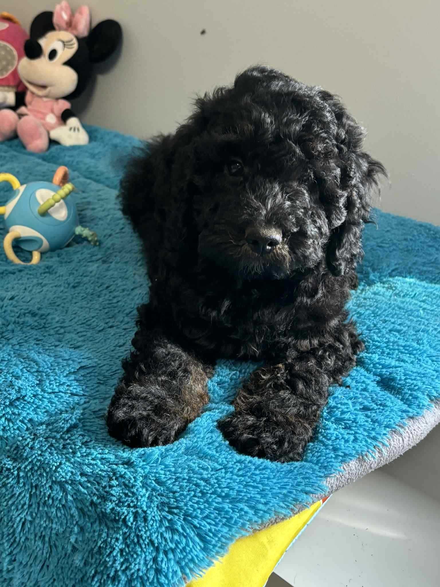 Cockapoo f1b-Piesek