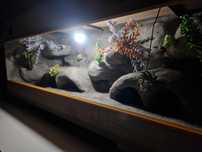 Terrarium dla gekona