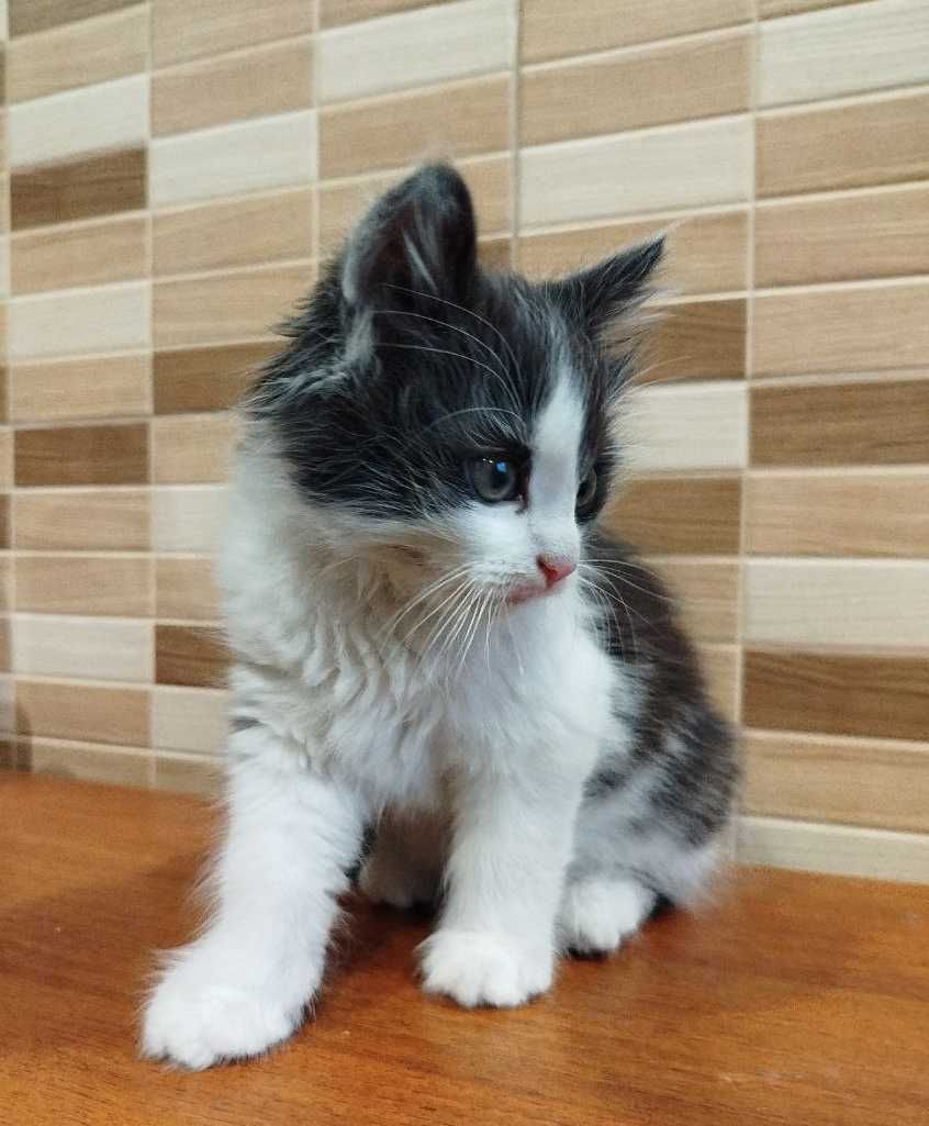 Кошенятка добрим людям в добрі руки! Саме для Вас)
