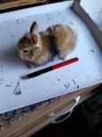Coelhos anoes netherland dwarf