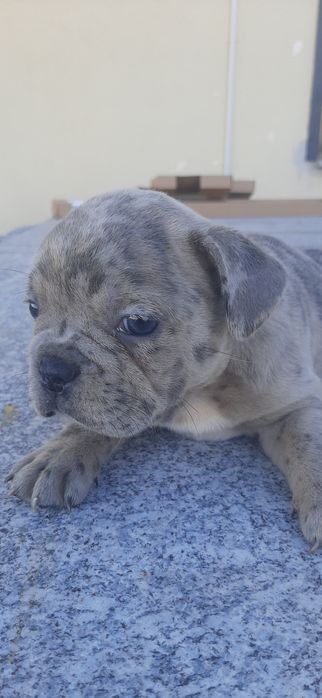 Buldogue francês  blue merle