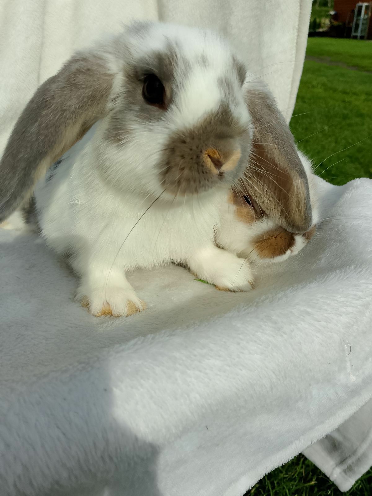 Mini Lop Legalna Hodowla Króliczek karzełek