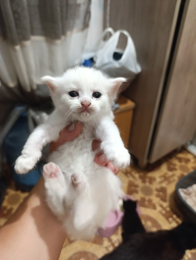Віддам безкоштовно котів