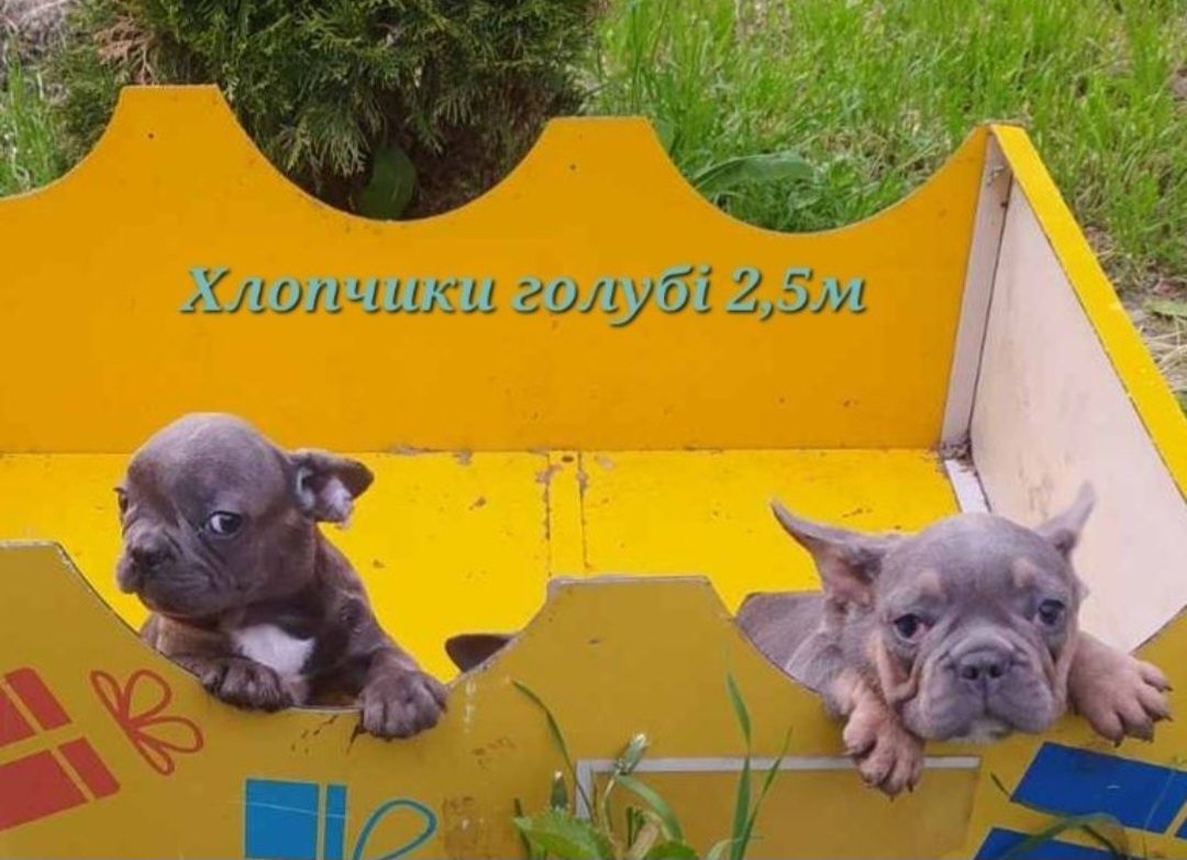 Продам Французького бульдога