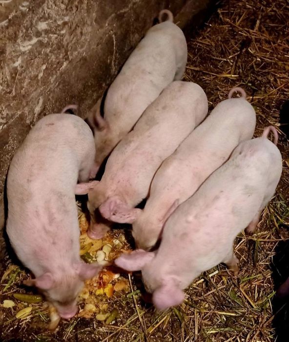 Продам Місячних Поросят!