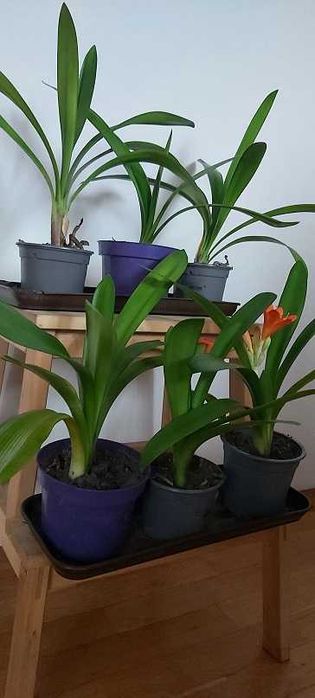 Kliwia pomarańczowa sadzonka