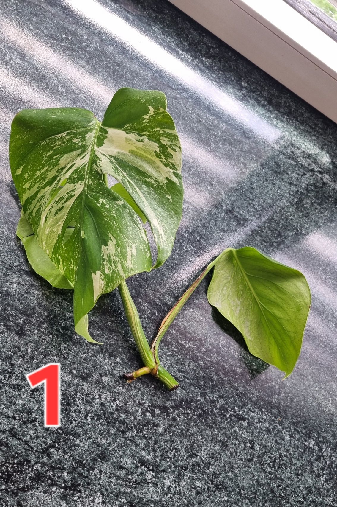 Kwiaty monstera variegata roślina doniczkowa