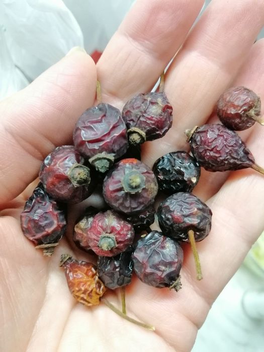 Полезный Шиповник