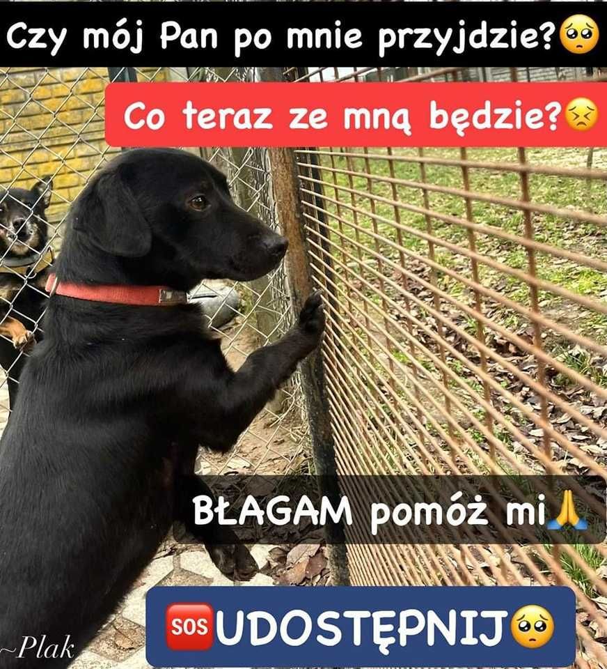 Plak ok roczny zrozpaczony psiak prosi o dom  Korabiewice