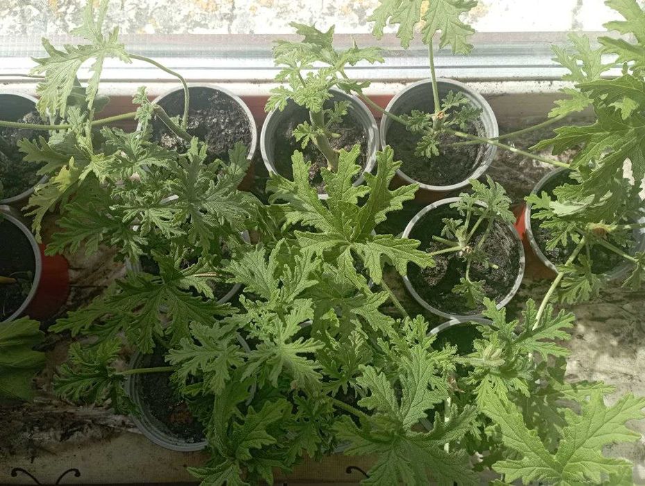 Пеларгонія  духмяна або  пеларгонія лимонна Супер пропозиція!