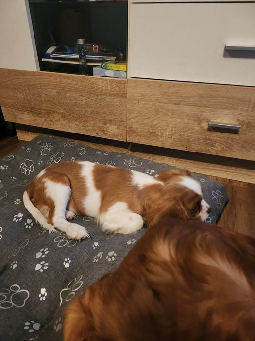 Cavalier king charles spaniel szczeniaczek