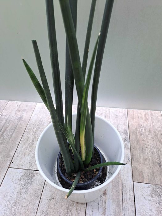 Sansewieria walcowata,