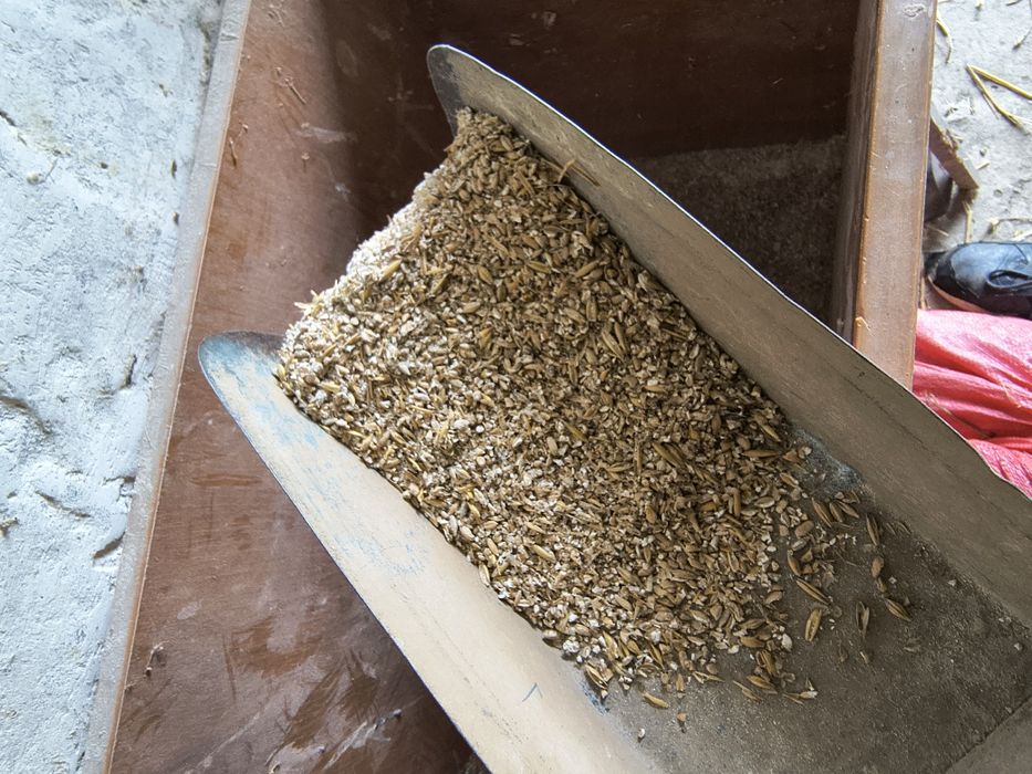 Śruta ,pasza ,mieszanka wszystkich zbóż