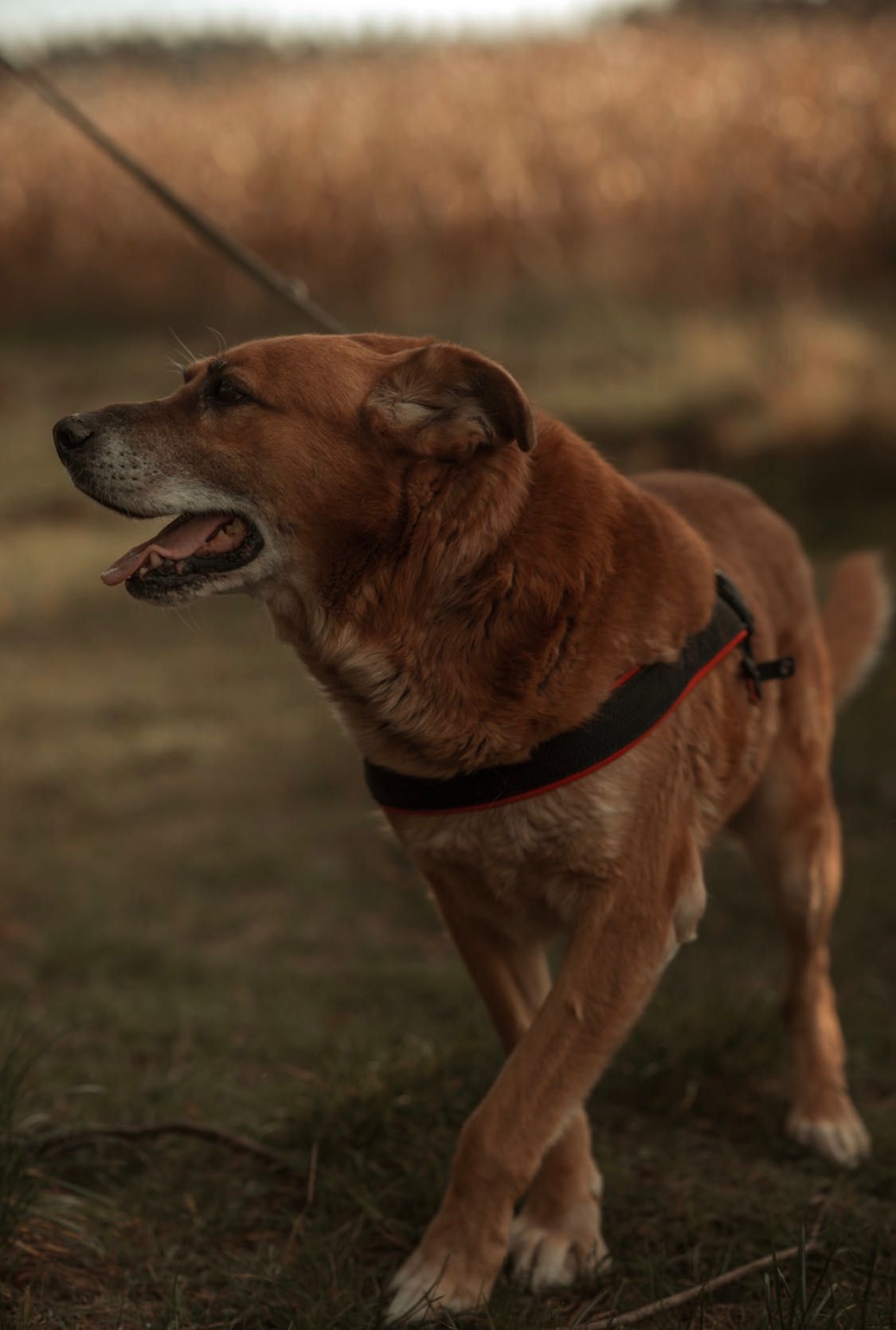 Rudi - mądry, kochany pies do adopcji
