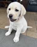 Piekna Suczka Labrador Retriever FCI