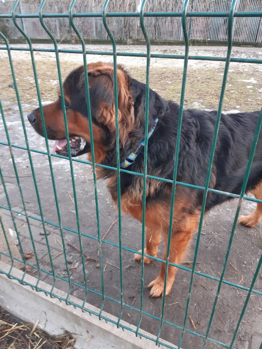 Piękny  dużypies Karus do adopcji że schroniska .