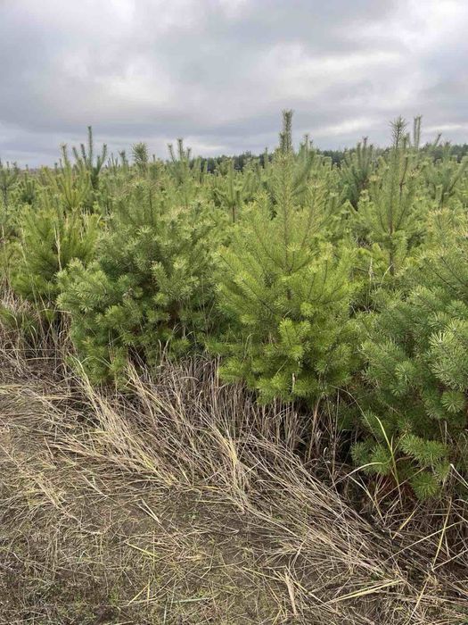 Новогодняя сосно ёлка новорічна ялинка