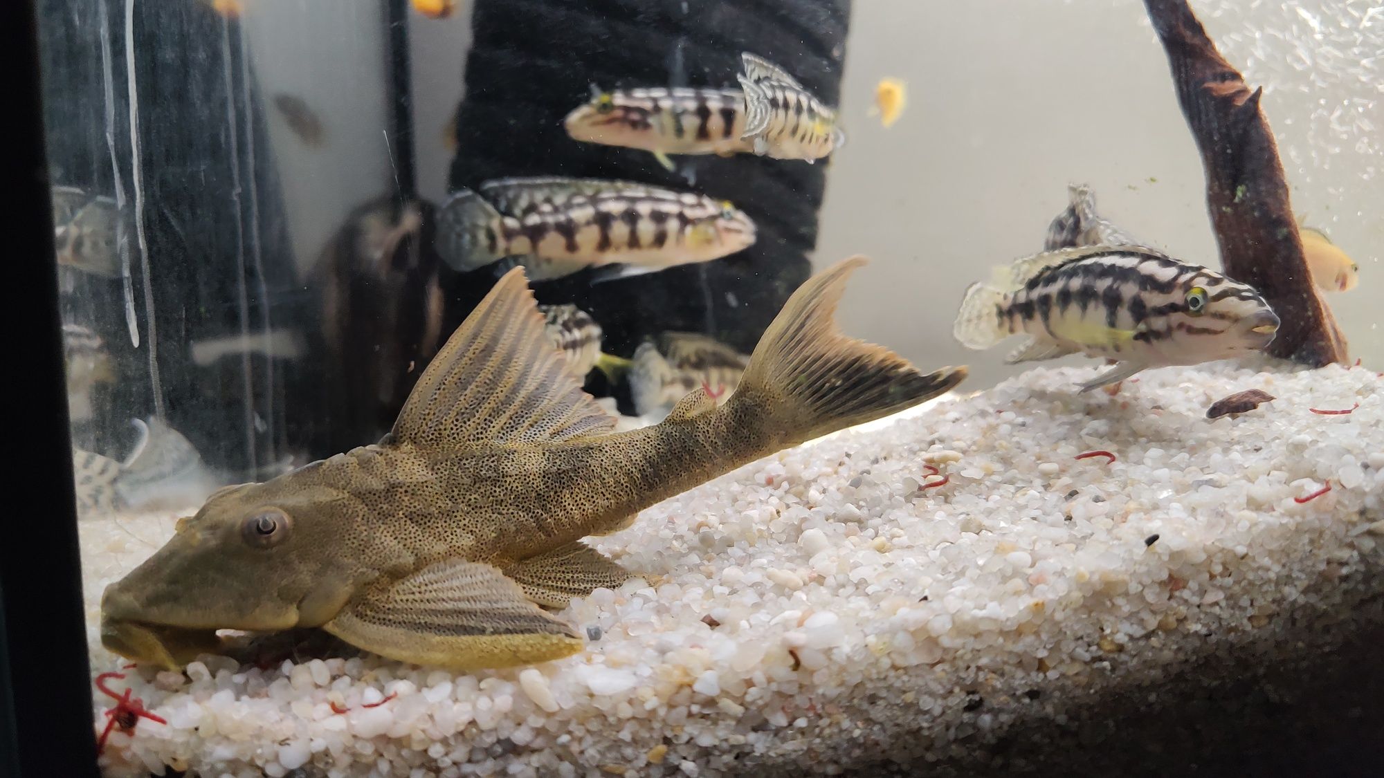 Sprzedam glonojada