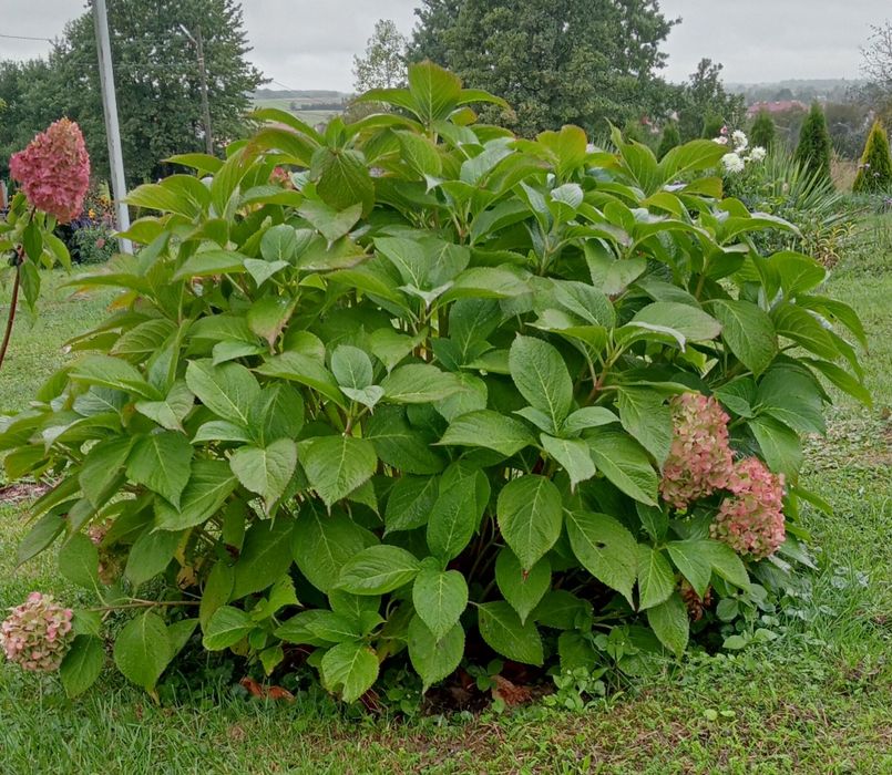 Hortensja ogrodowa różowa kilkuletnia (zarezerwowana)