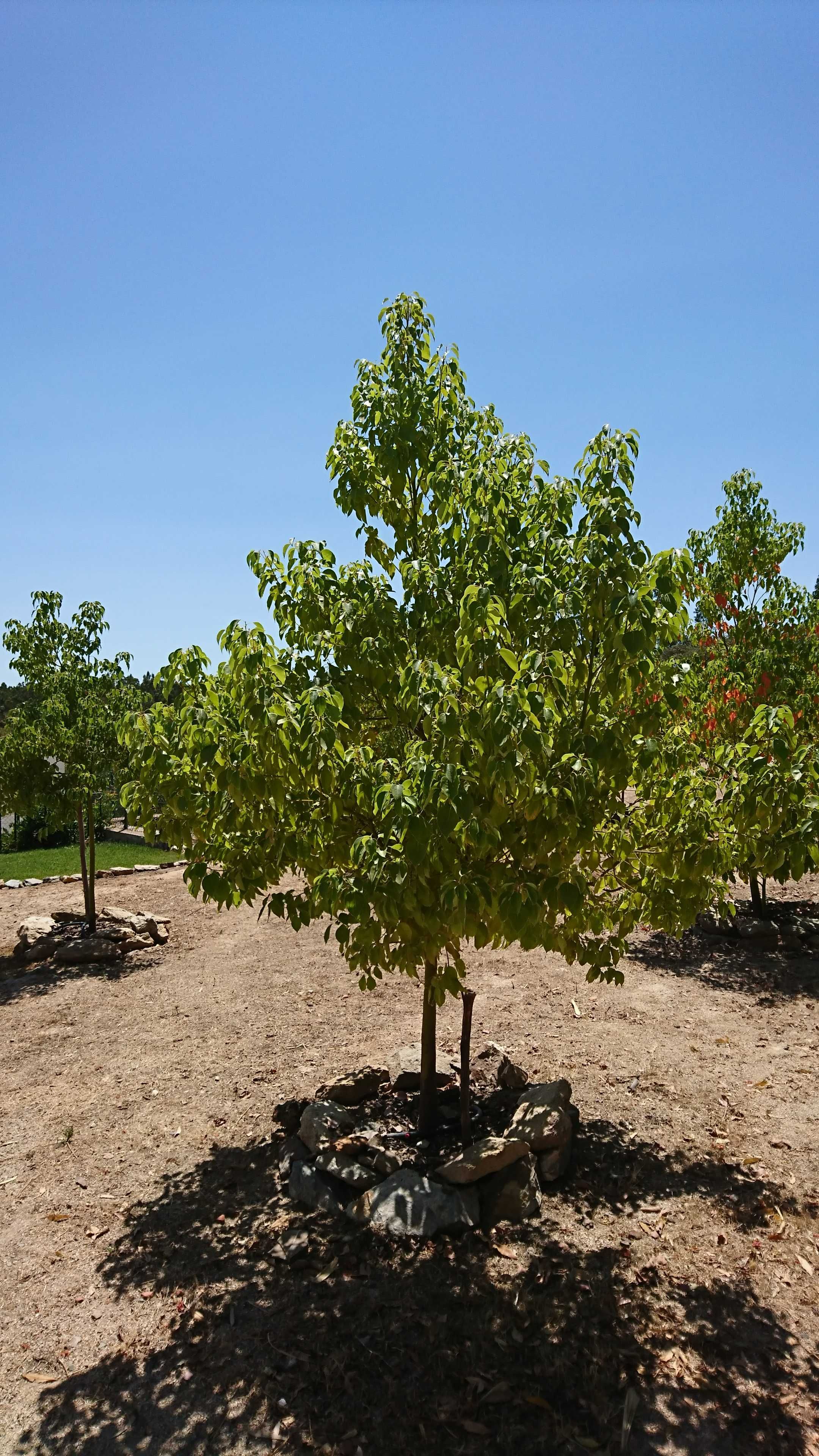 Canforeira - Cinnamomum camphora em vaso ou torrão