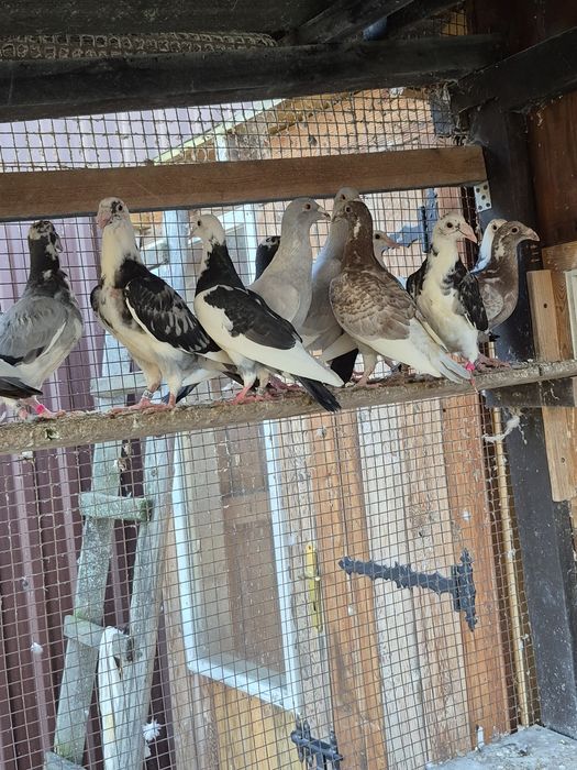 Gołebie Staropolskie