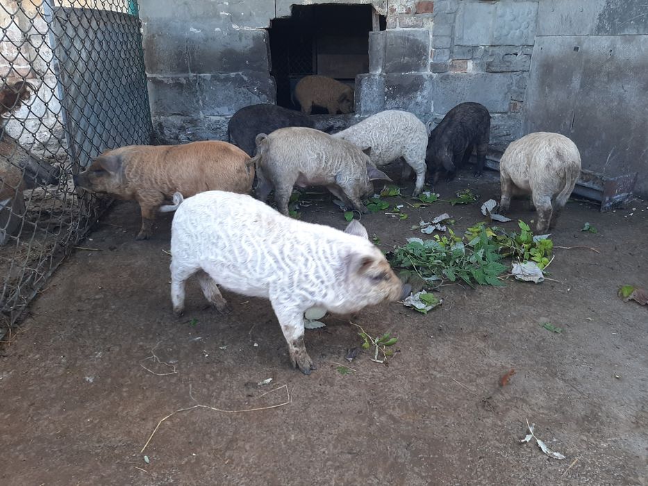 Поросята Венгерської Мангалиці