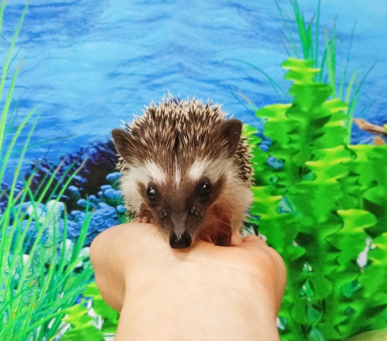 Jeż pigmejski/Jeżyki‼️Owojone‼️Młodziutkie-Samce +Książeczki zdrowia‼️