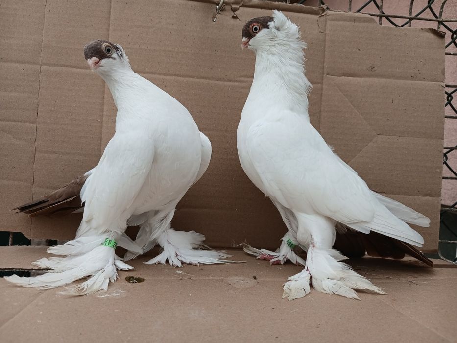 Gołębie krymki białostockie 2025