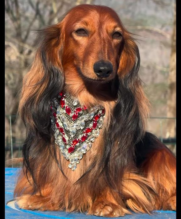 Довгошерстні руді таксята