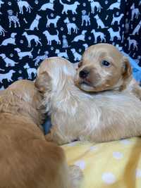 Maltipoo F-1 rodzice badania genetyczne piesek